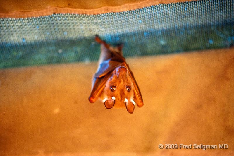 20090613_122027 D3 X1.jpg - Bat, on one of the tent rafters, Okavango Delta, Botswana